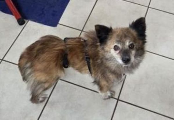 JULE liebt Streicheleinheiten