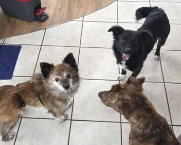 JULE liebt Streicheleinheiten