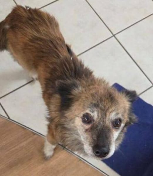 JULE liebt Streicheleinheiten