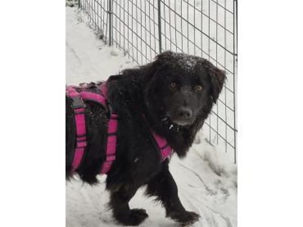 Luky - wartet in 96160 Geiselwind