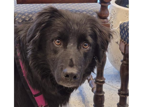 Luky - wartet in 96160 Geiselwind