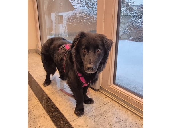 Luky - wartet in 96160 Geiselwind