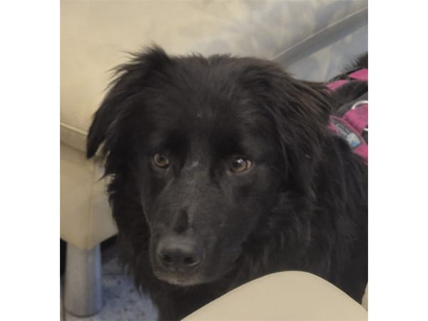 Luky - wartet in 96160 Geiselwind