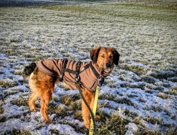 Roma 🧡 in Deutschland auf Pflegestelle