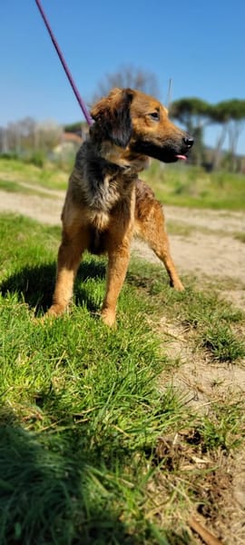 Roma 🧡 in Deutschland auf Pflegestelle