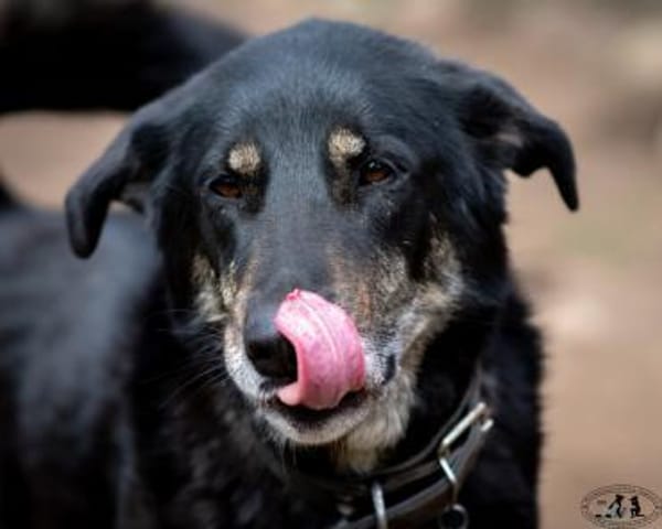 ROMKA - treueste Seele