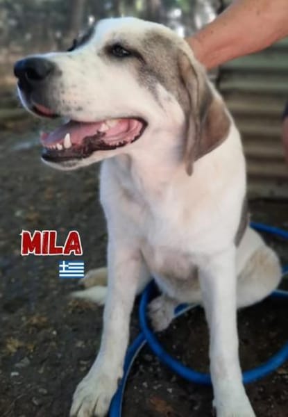 Mila - verschmust und kuschelbedürftig