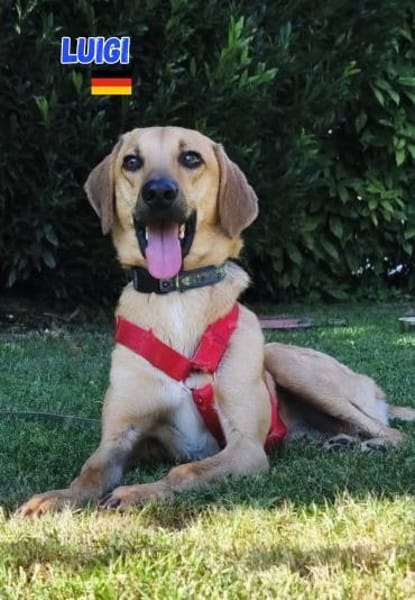 Luigi - aufgeweckt und freundlich