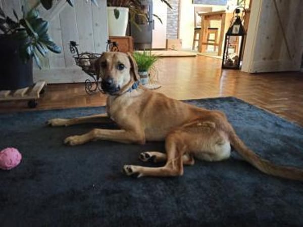 Luigi - aufgeweckt und freundlich