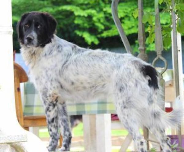 Dossena, Pflegestelle in Hessen