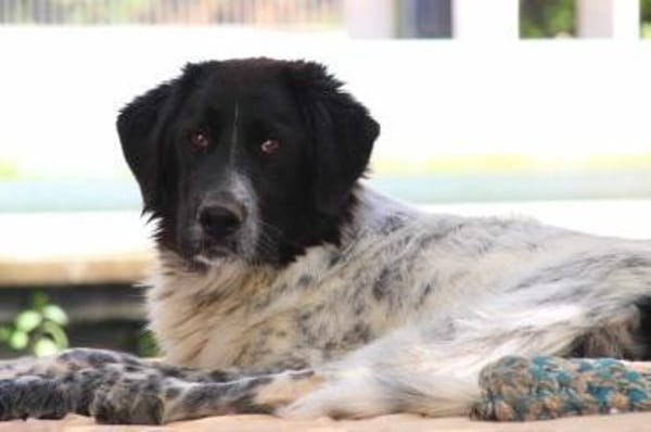 Dossena, Pflegestelle in Hessen