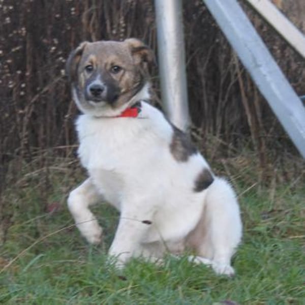 Calista - Körbchen zum Träumen gesucht