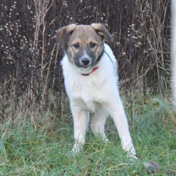 Calista - Körbchen zum Träumen gesucht