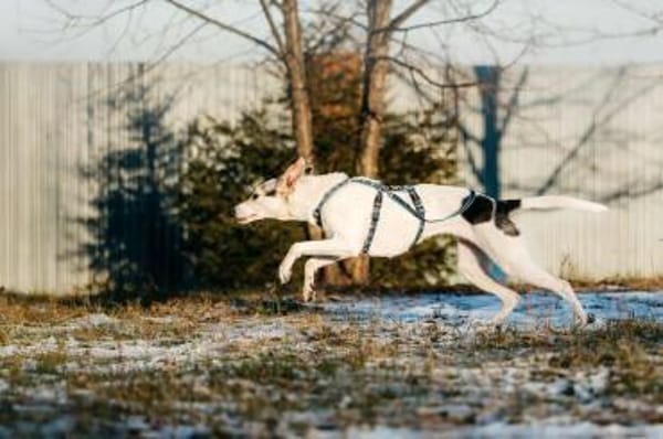 Freundliche Bimka sucht ihre Menschen