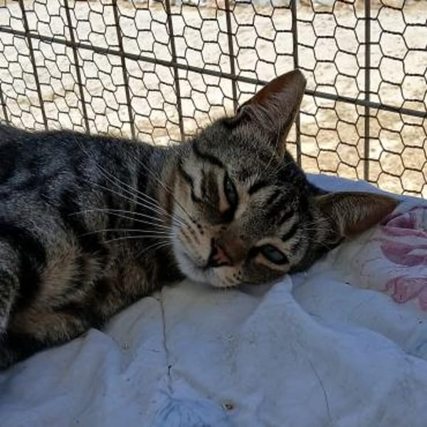 Lucks - verzaubert dich im Nu!