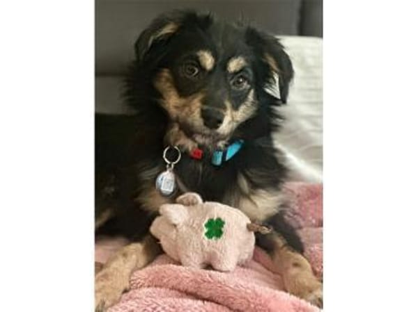 Thekla -  wartet in 15848 Beeskow