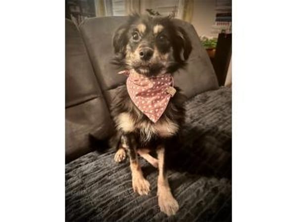 Thekla -  wartet in 15848 Beeskow