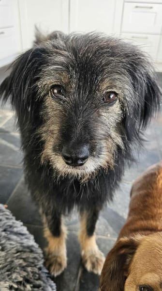 Sanfte Finja sucht ruhiges Körbchen