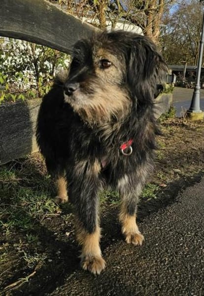 Sanfte Finja sucht ruhiges Körbchen