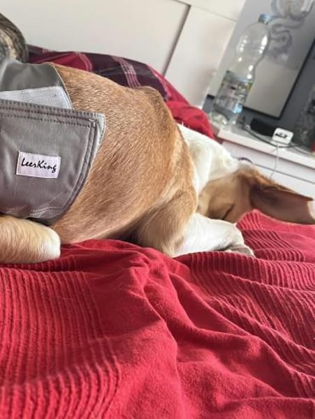 Chus braucht dringend Hilfe