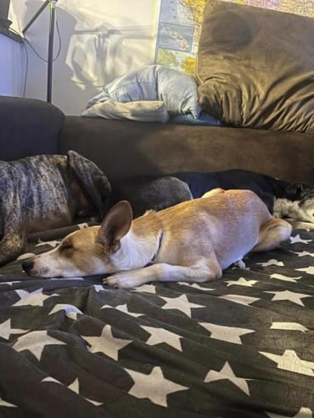 Chus braucht dringend Hilfe