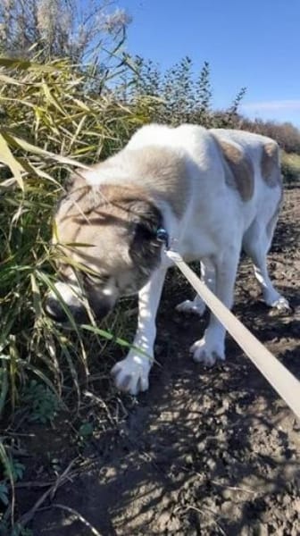 Regina  sanfte Seele sucht Gnadenplatz