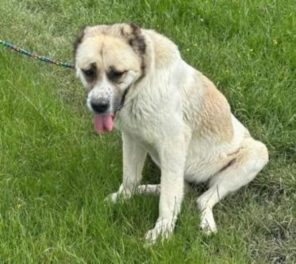 Regina  sanfte Seele sucht Gnadenplatz