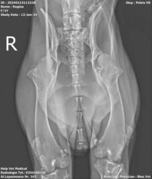 Regina  sanfte Seele sucht Gnadenplatz