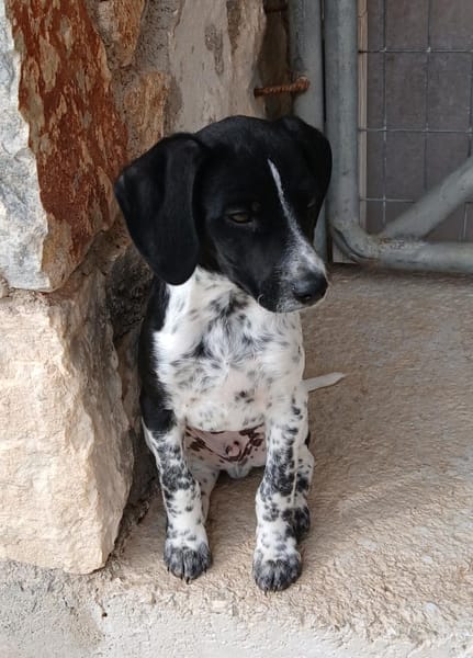 Spot sucht Spielpartner