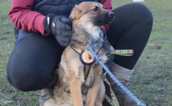 Barish - süßer Hundebub