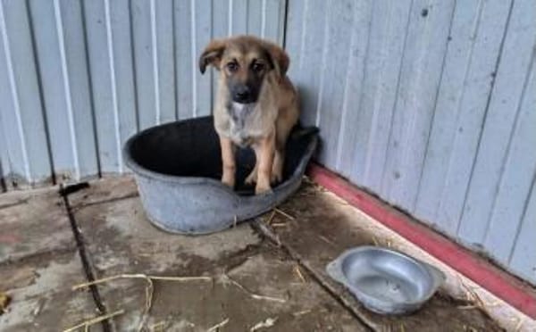 Barish - süßer Hundebub