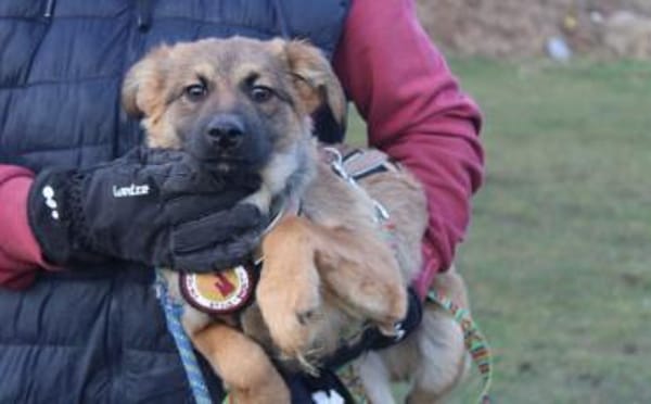 Barish - süßer Hundebub