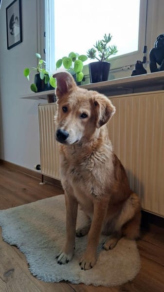 Chico - ein charmanter Junghund