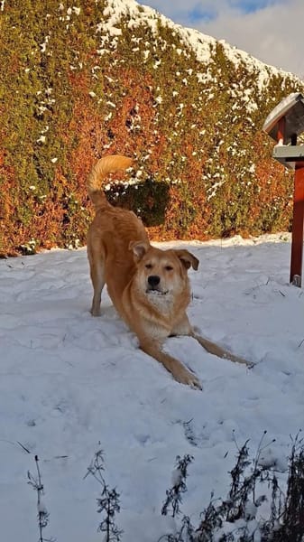 Chico - ein charmanter Junghund