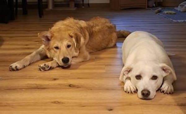 Chico - ein charmanter Junghund