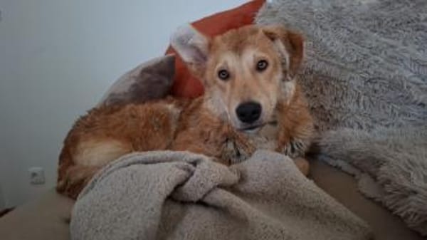 Chico - ein charmanter Junghund