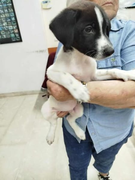 Duplo - auf PS in 49716 Meppen