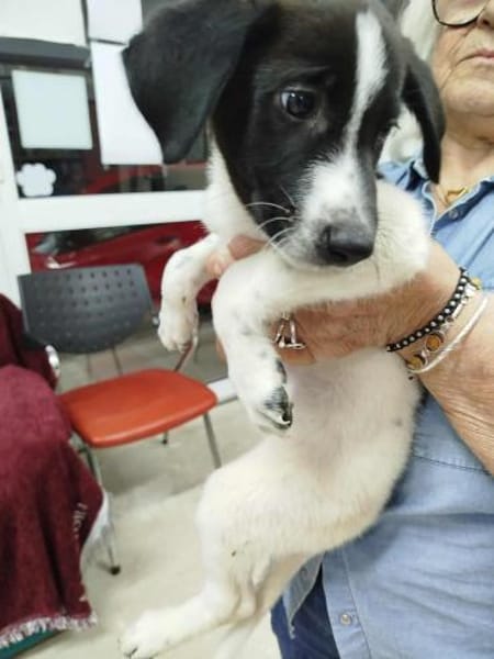 Duplo - auf PS in 49716 Meppen