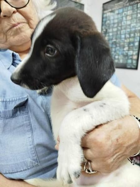 Duplo - auf PS in 49716 Meppen