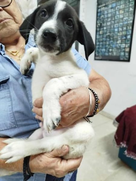 Duplo - auf PS in 49716 Meppen