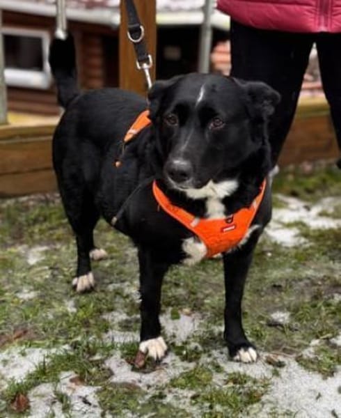 Lucy  liebenswerte Traumhündin