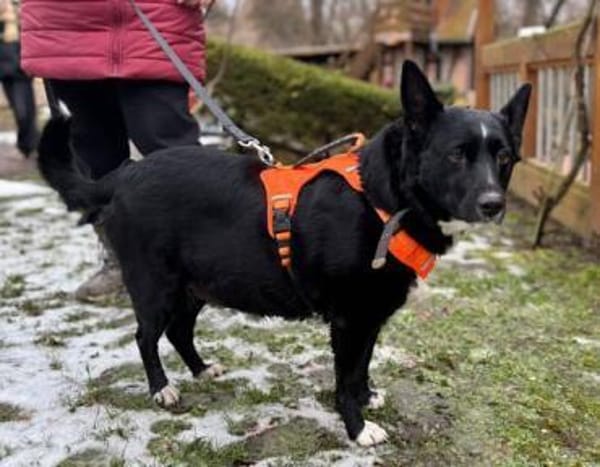 Lucy  liebenswerte Traumhündin