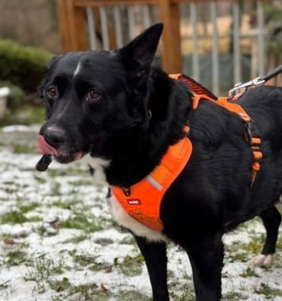 Lucy  liebenswerte Traumhündin