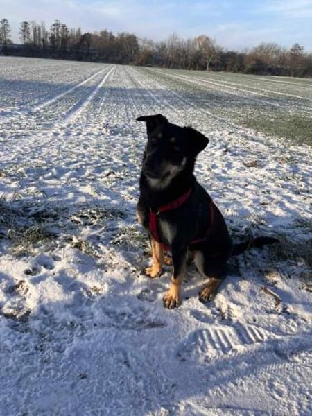 Intelligente Fanny sucht ihre Familie