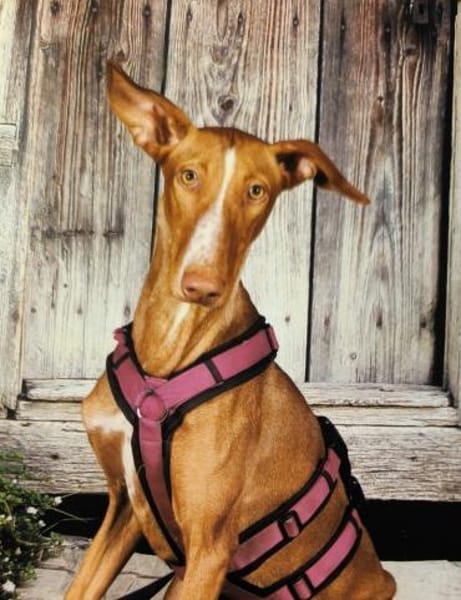 Wo ist bloß Lina's Mensch