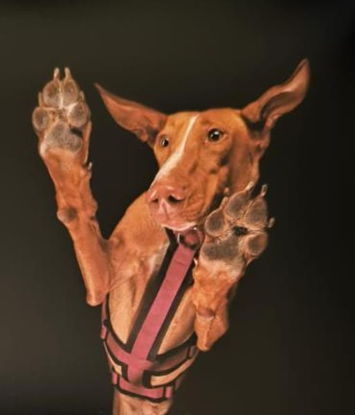 Wo ist bloß Lina's Mensch