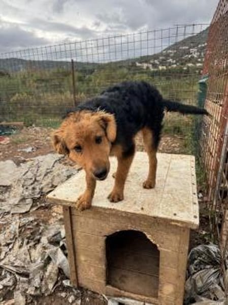 Junger lieber Kroki sucht seine Familie!