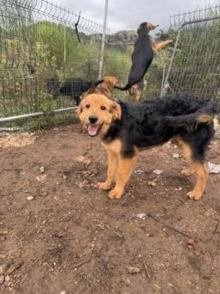 Junger lieber Kroki sucht seine Familie!