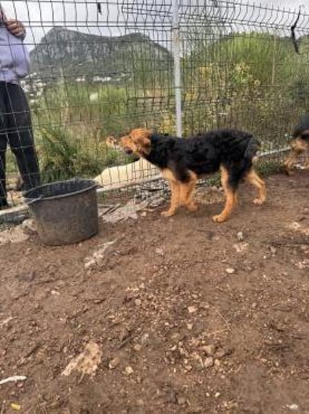 Junger lieber Kroki sucht seine Familie!