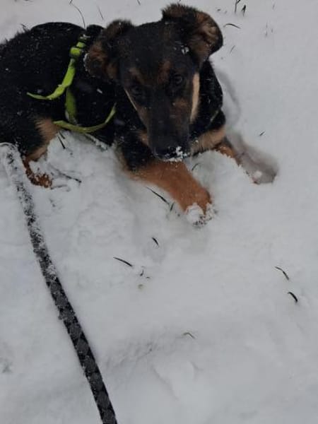 FLECKI - lustig, neugierig, verspielt